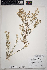 Symphyotrichum falcatum image