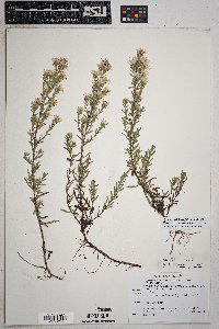 Symphyotrichum falcatum image