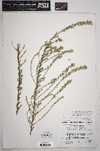 Symphyotrichum falcatum image