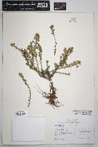 Symphyotrichum falcatum image