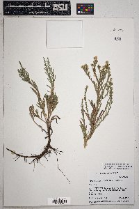 Symphyotrichum falcatum image