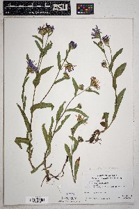 Symphyotrichum foliaceum image