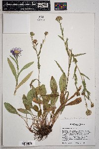 Symphyotrichum foliaceum image