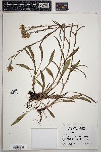 Symphyotrichum foliaceum image