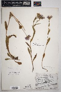 Symphyotrichum foliaceum image