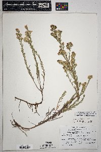 Symphyotrichum falcatum image