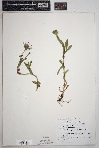 Symphyotrichum foliaceum image