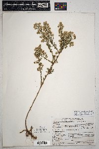 Symphyotrichum falcatum image