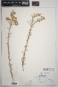 Symphyotrichum falcatum image