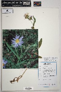 Symphyotrichum foliaceum var. foliaceum image