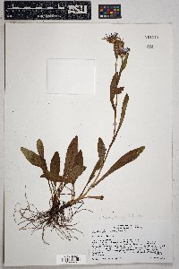 Symphyotrichum foliaceum image