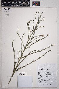 Symphyotrichum subulatum var. parviflorum image