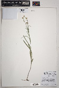 Symphyotrichum potosinum image