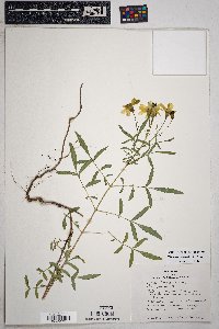 Tagetes lemmonii image