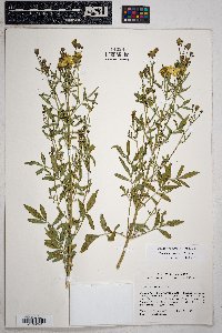 Tagetes lemmonii image