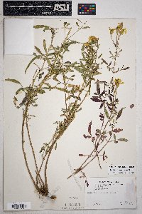 Tagetes lemmonii image