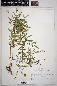 Tagetes lemmonii image