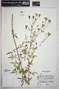 Tagetes lemmonii image