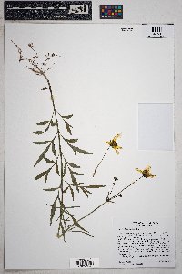 Tagetes lemmonii image