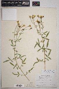 Tagetes lemmonii image