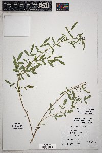 Tagetes lemmonii image