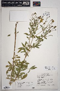 Tagetes lemmonii image