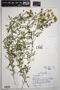 Tagetes lemmonii image