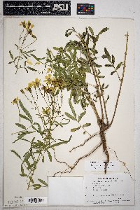 Tagetes lemmonii image