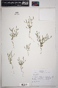 Tagetes micrantha image