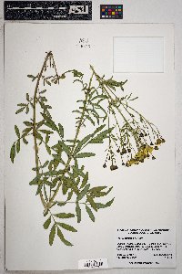 Tagetes lemmonii image