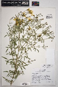 Tagetes lemmonii image