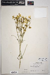 Tagetes lemmonii image