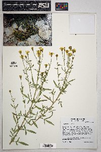 Tagetes lemmonii image