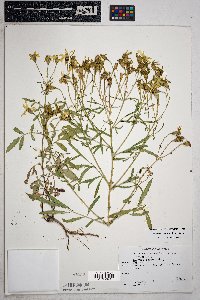 Tagetes lemmonii image