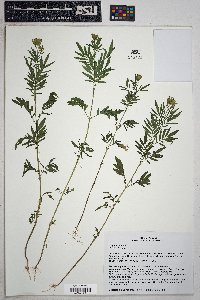 Tagetes minuta image