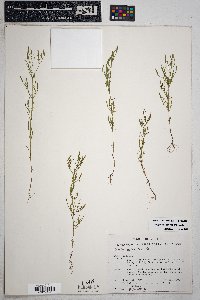 Oenothera primiveris image