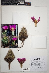 Echinocereus fendleri var. fasciculatus image