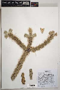 Cylindropuntia imbricata image