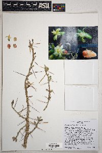 Cylindropuntia leptocaulis image