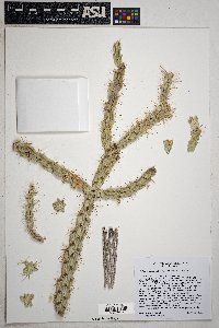 Cylindropuntia imbricata image