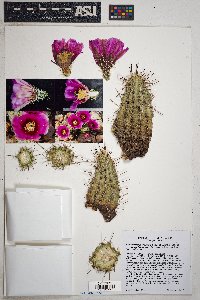 Echinocereus fendleri image