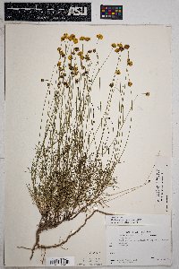 Thelesperma longipes image