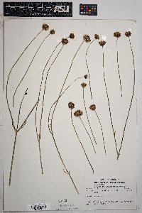 Thelesperma megapotamicum image