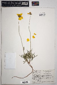 Thelesperma subnudum image