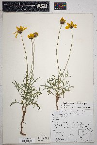 Thelesperma subnudum image