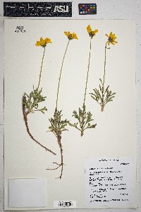 Thelesperma subnudum image