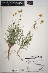 Thelesperma subnudum image