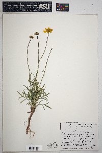 Thelesperma subnudum image