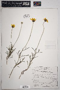 Thelesperma subnudum image