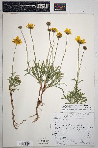 Thelesperma subnudum image